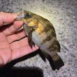 漁港でメバリング