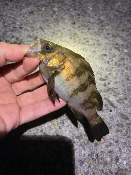 漁港でメバリング