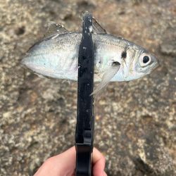 男鹿アジングandメバリング！