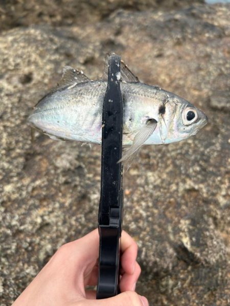 男鹿アジングandメバリング！