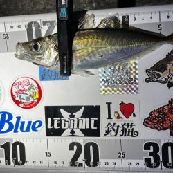 アジング>* ))))><