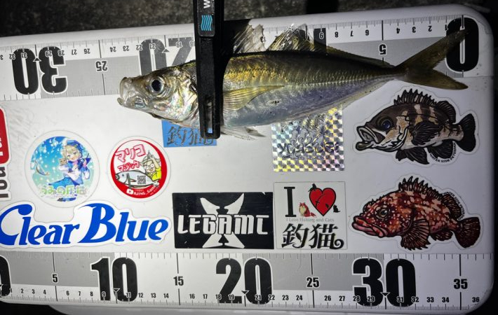 アジング>* ))))><