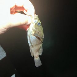 東二見メバル19