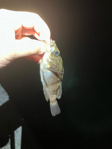 東二見メバル19