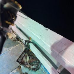 イカメタル調査