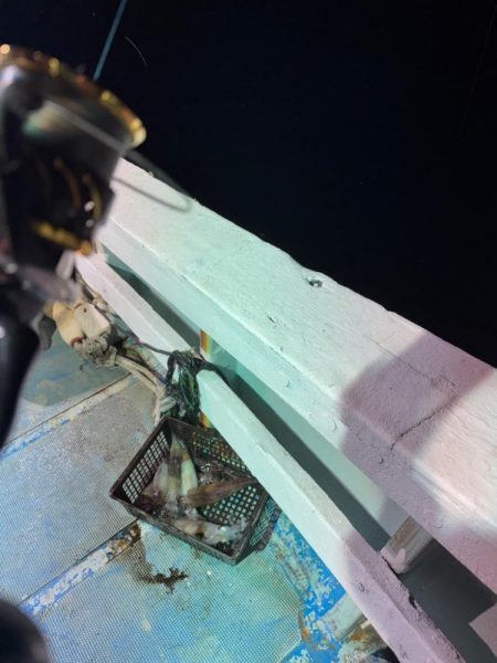 イカメタル調査