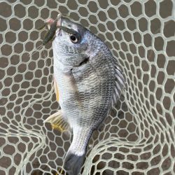 やっぱりチニング!