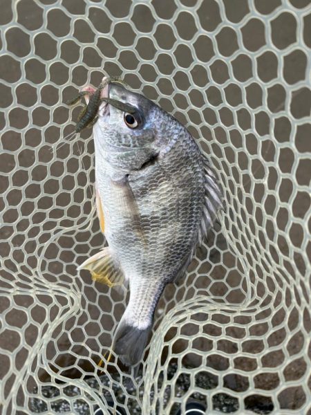 やっぱりチニング!