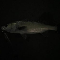 ちょっとだけバチシー