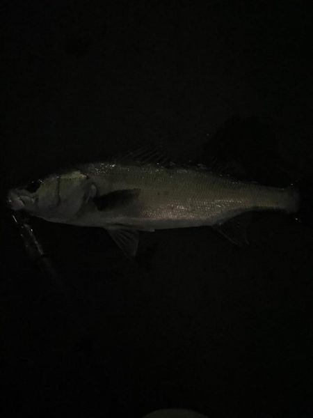 ちょっとだけバチシー