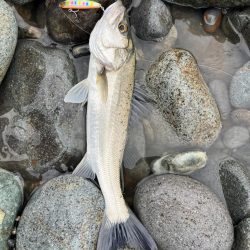 久しぶりのスズキさん