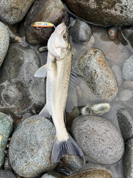 久しぶりのスズキさん