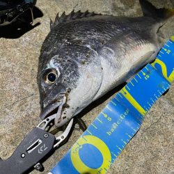 淀川ブリームゲーム