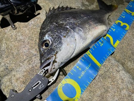 淀川ブリームゲーム