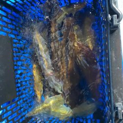 イカメタル開幕