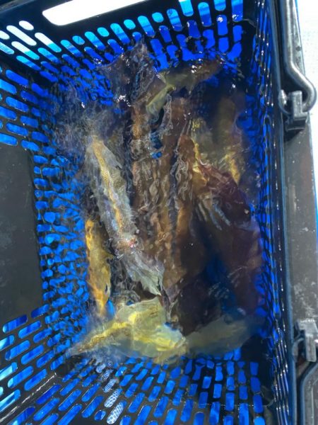 イカメタル開幕