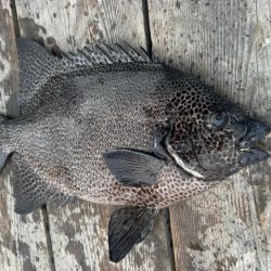 初めてのイシガキダイGET♪