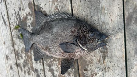 初めてのイシガキダイGET♪