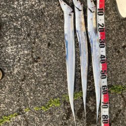 今日もタチウオ