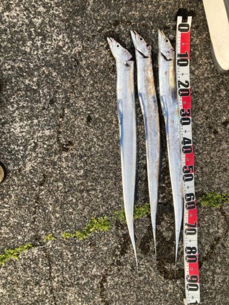 今日もタチウオ