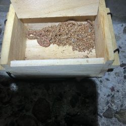 東二見メバル20