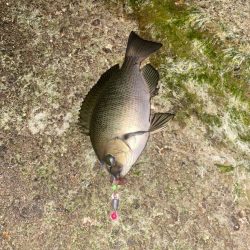 ホタルイカでメジナ