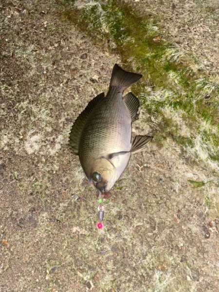 ホタルイカでメジナ