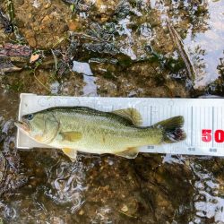 ギルパターンの季節