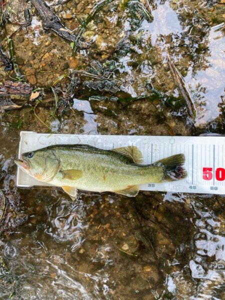 ギルパターンの季節