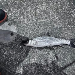 約一か月ぶりのシーバスくんに歓喜！