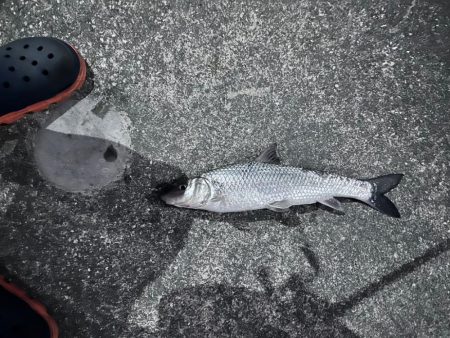 約一か月ぶりのシーバスくんに歓喜！