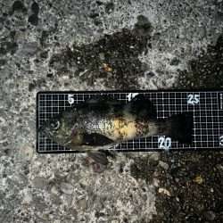 雨上がりメバリング