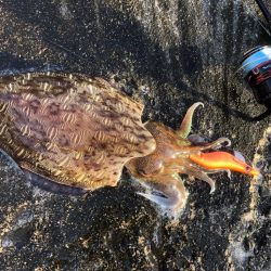 まさかのサイトでキロキャッチ