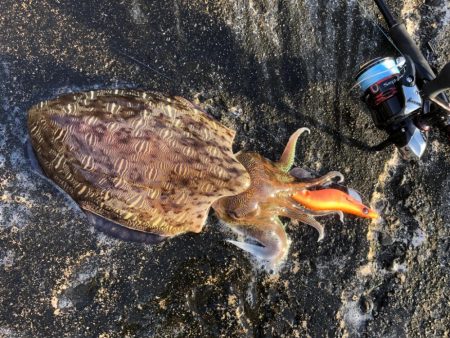 まさかのサイトでキロキャッチ