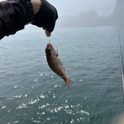 下津井 真鯛フカセ