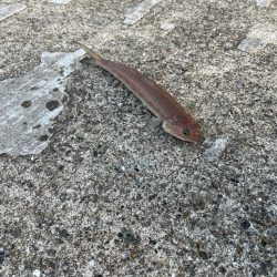 風マシなところで