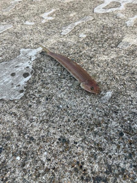 風マシなところで