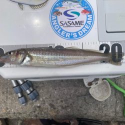 シロギス釣行！