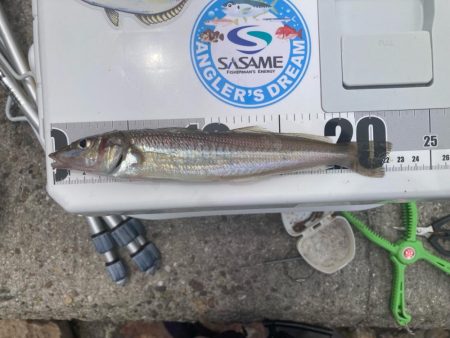 シロギス釣行！