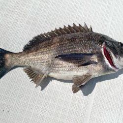 2025.5Mission大阪湾のつり①