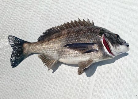 2025.5Mission大阪湾のつり①