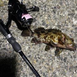 南港メバリング