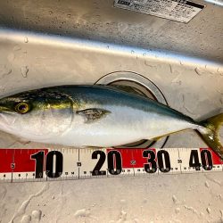 大阪湾ルアーで初青物