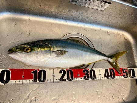 大阪湾ルアーで初青物