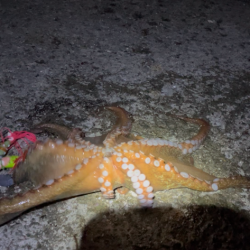 今年初タコは新記録でした