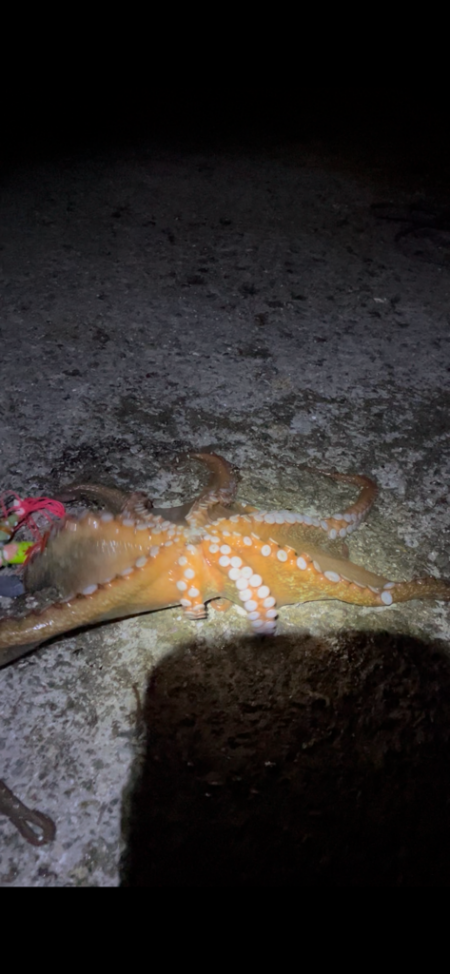 今年初タコは新記録でした