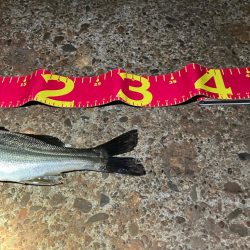 カラダの半分近くもあるルアーを食ってきた