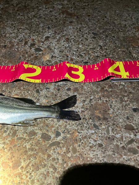 カラダの半分近くもあるルアーを食ってきた