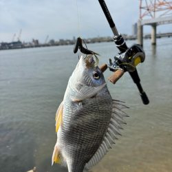 日曜日チニング