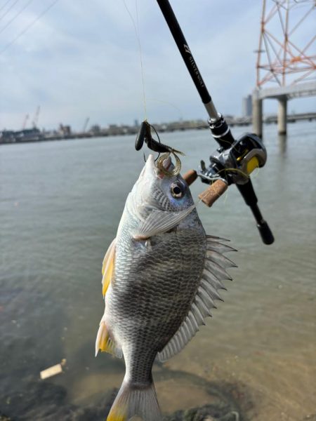 日曜日チニング